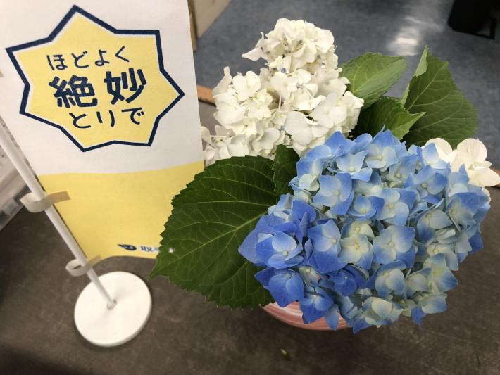 鮮やかなピンク色の花瓶に生けられたアジサイ