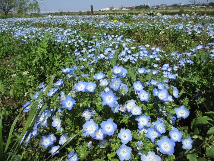 一面に咲く薄紫色の小さな花