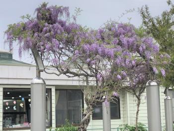 アーチに巻き付いて咲く藤の花