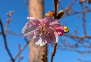 中央にピンク色の花が写っている