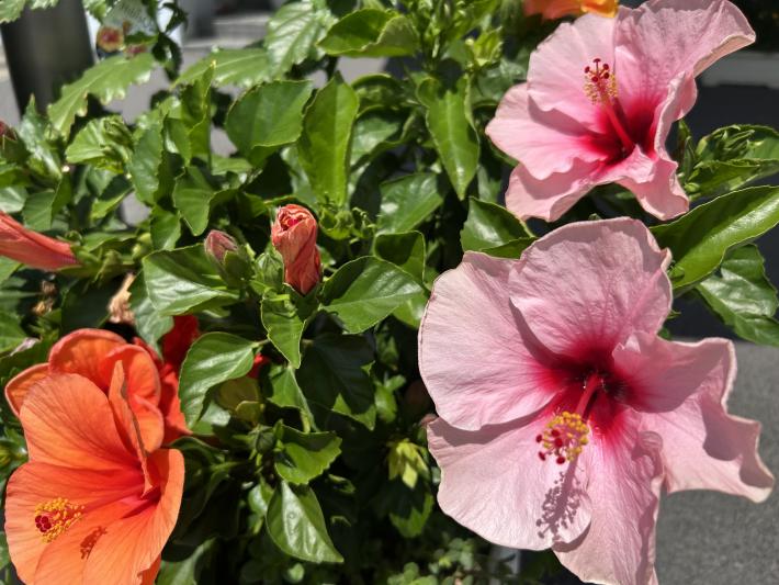花をつけたハイビスカス