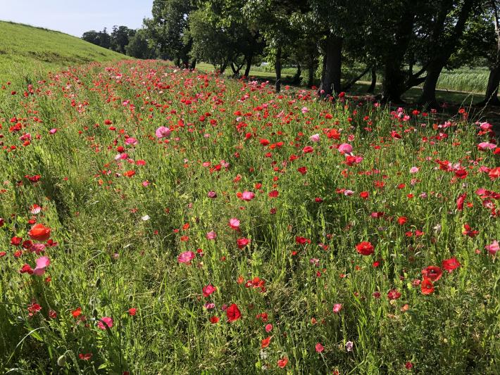 一面に広がる白、赤、ピンクの花