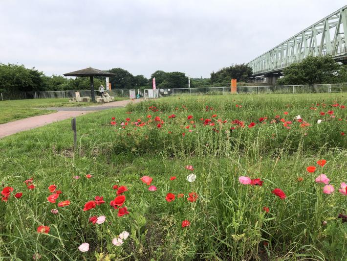 3列の花壇でそれぞれ咲いている、白・赤・ピンク色のポピー