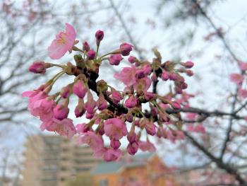 桜の枝が花をつけている