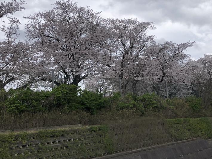 学校の校庭に沿って咲く桜