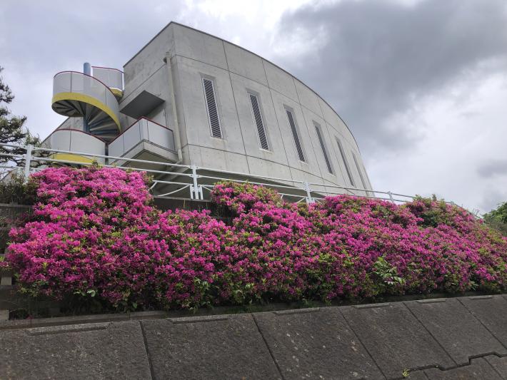 壁面に沿って咲く赤ピンク色の花。その葉は青々と茂っている。