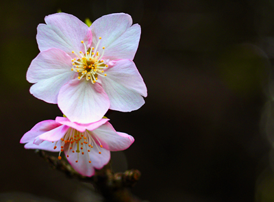 2024年1月31日時点、高井城址公園の河津桜