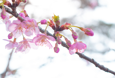 令和6年2月20日時点、市役所裏の河津桜（本文用）