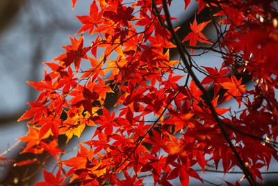 街灯に照らされた紅葉