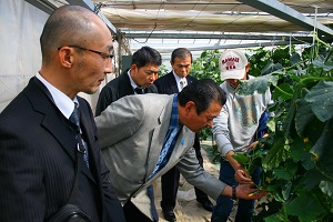 キュウリの花を興味深そうに見つめながら手に取る議員