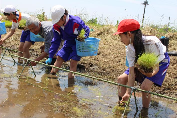 田んぼに稲を植える児童とそれを補助する大人