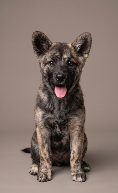犬がたっている