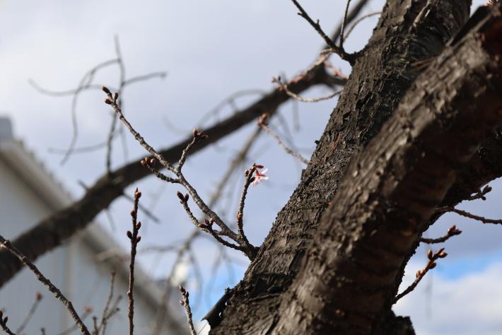 一輪咲いた河津桜を少し遠くから撮影した写真