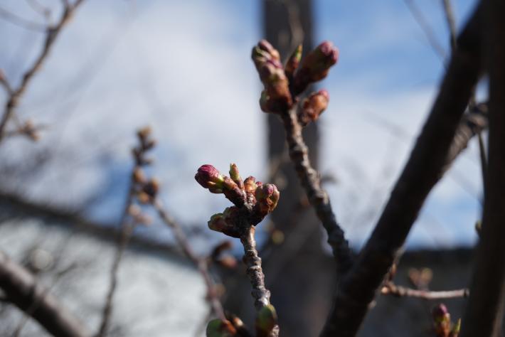 つぼみが膨らみ始めた河津桜の写真