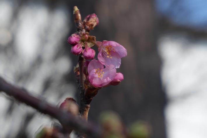 ピンク色の花を咲かせた河津桜を近距離から撮影した写真