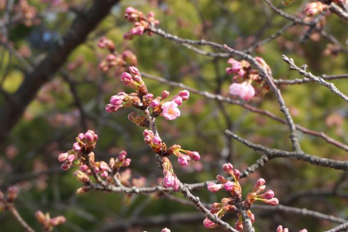 ピンク色のつぼみが多く確認できる河津桜のようす