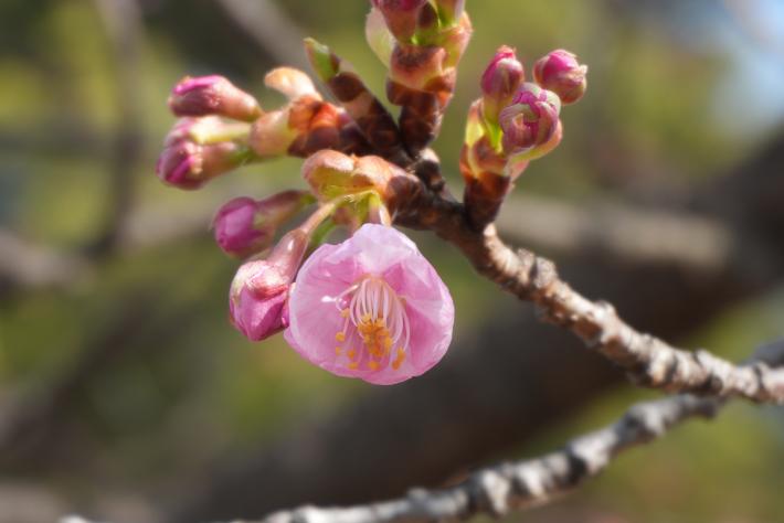 ピンク色のつぼみと一輪だけ咲いた河津桜の様子