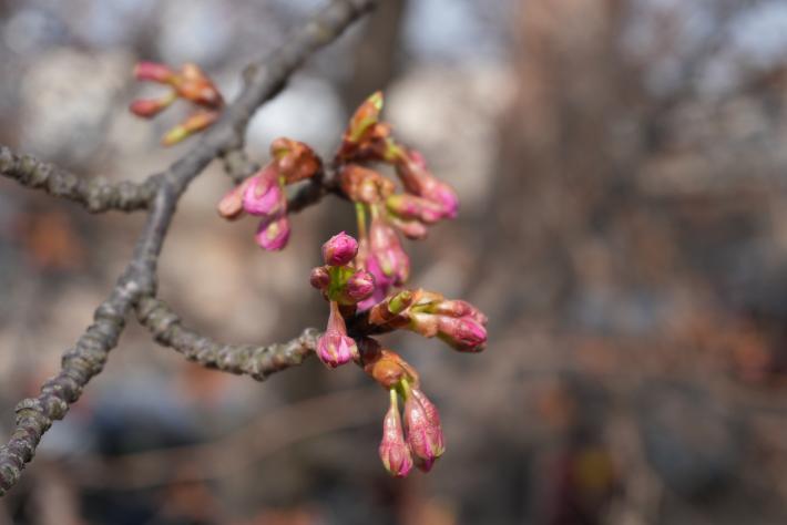 ピンク色に膨らんだ河津桜のつぼみを近くで撮影した写真