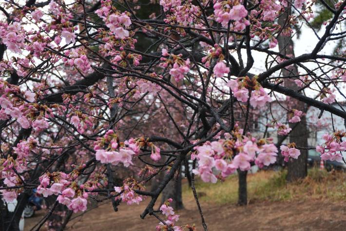 全体的に三分咲きの木々を撮影した写真