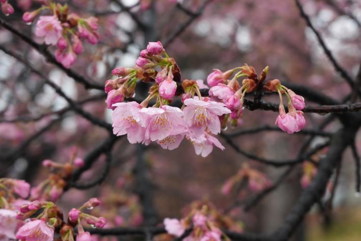 つぼみと開花した花びらを近距離で撮影した写真