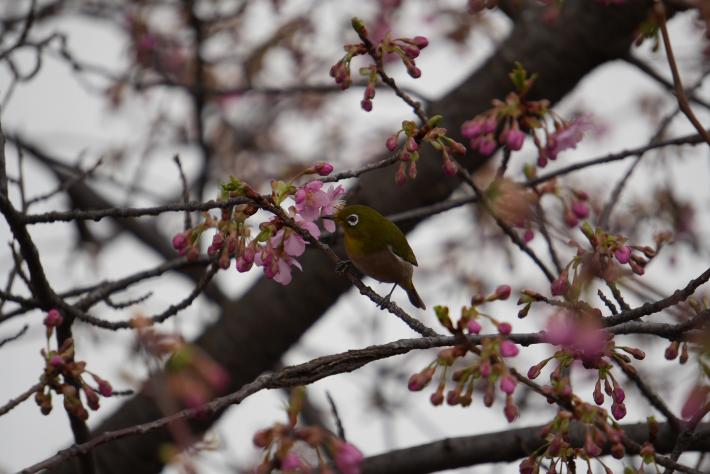 河津桜の枝にメジロがとまっている様子