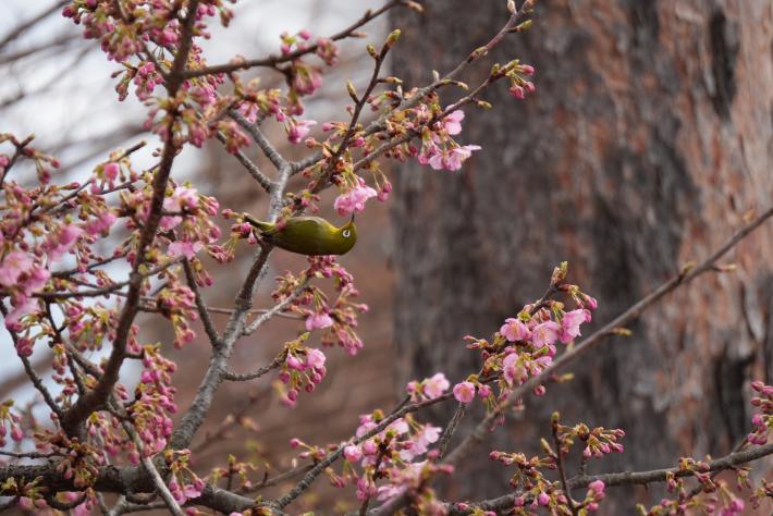 河津桜の花の蜜を吸うメジロの様子