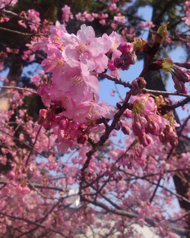 写真の中央より上に大きなさくらの花が写っている。背景にはさくらのつぼみが細かく写っている。