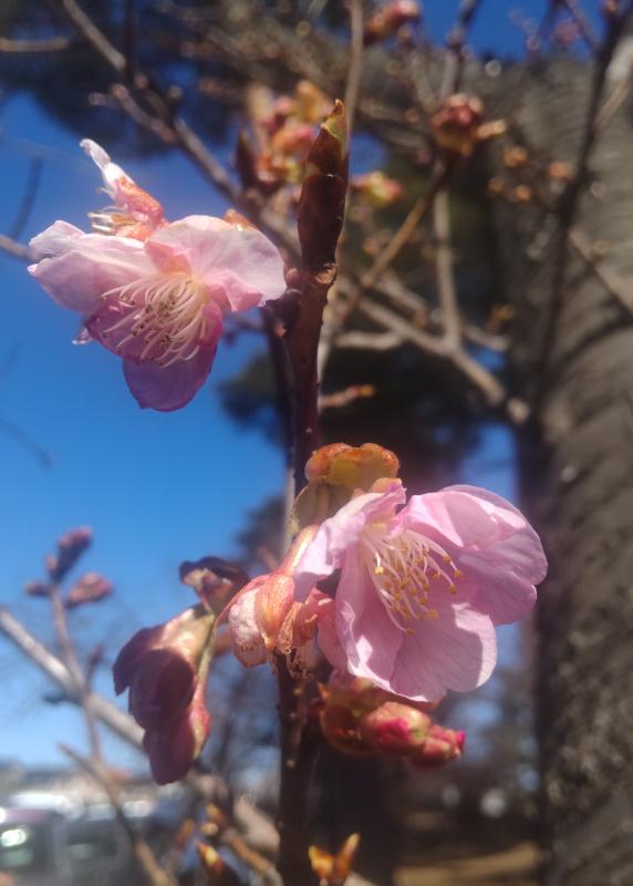 桜が二輪咲いている