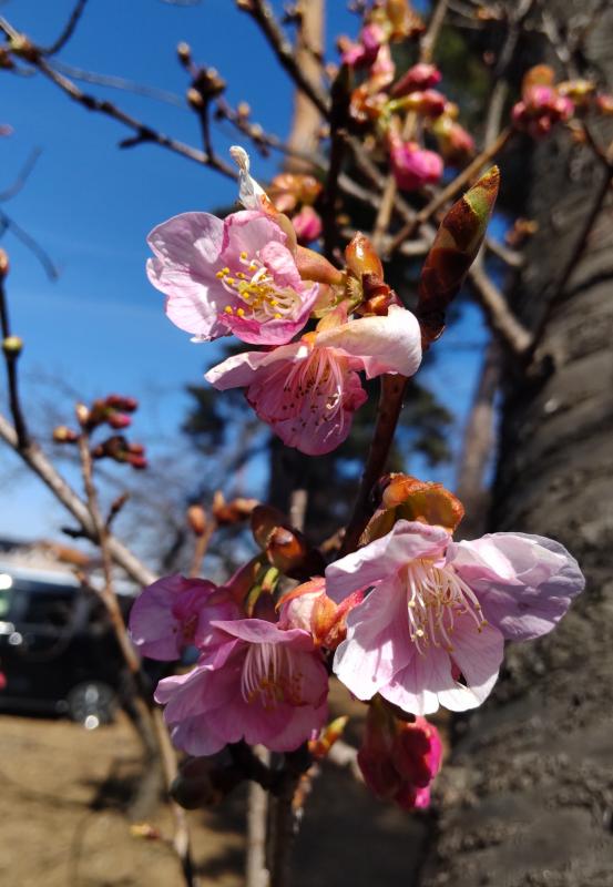 さくらが5輪花を咲かせている