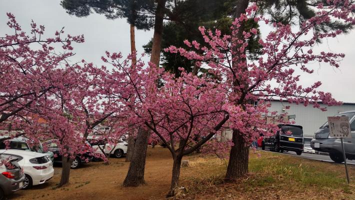 満開の桜の木の写真