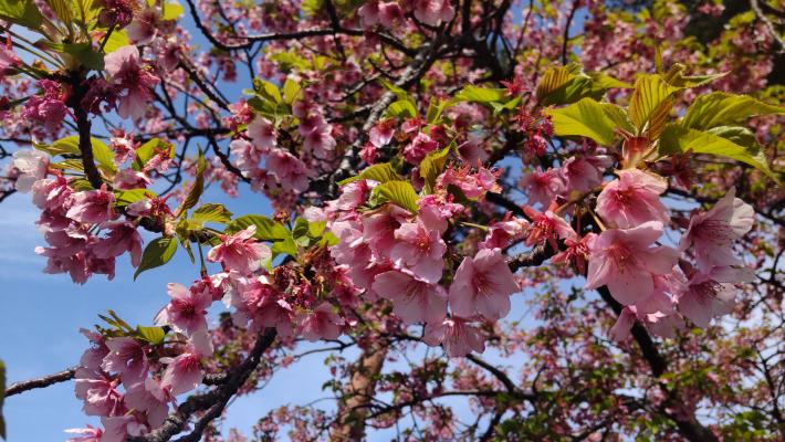 花が咲いた河津桜。葉が出てきている。