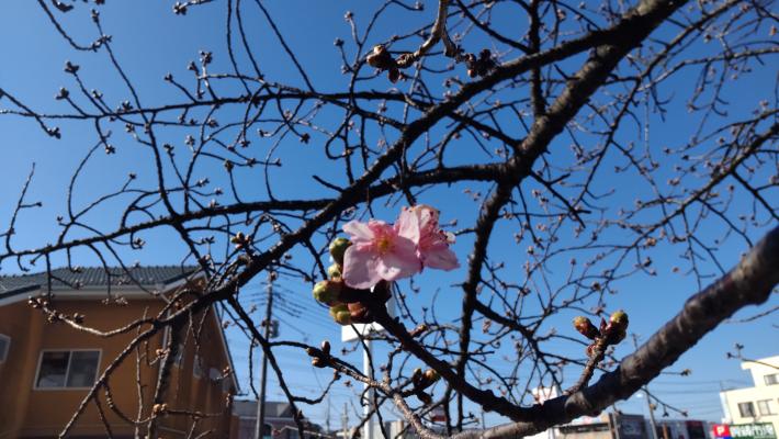 下から撮った写真で青い空、中央に2輪の桜が写り、周りには桜の枝が写っている。