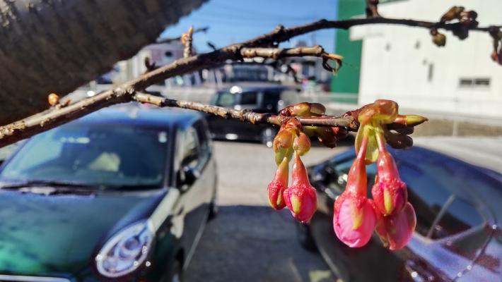 下を向いたピンク色のつぼみが4つほど細い枝についている。奥には車が2台見える