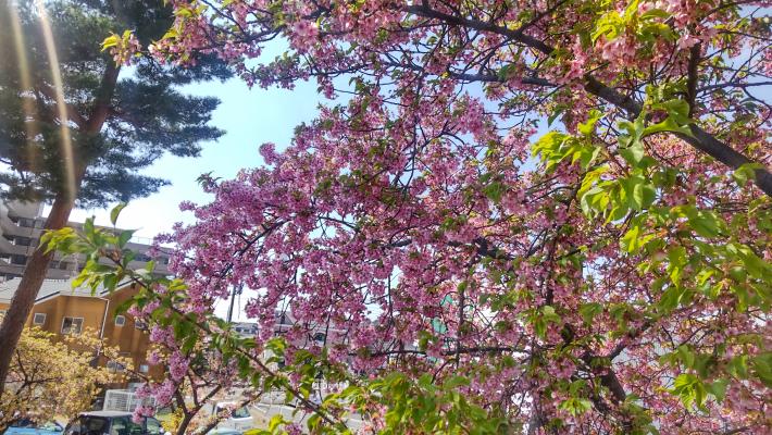 奥に桜の花が咲いているのが見える。手前には桜の葉が伸びている。