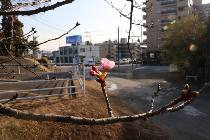 一本の木の枝に桜のつぼみが2つと、咲いた桜が一輪ついている。