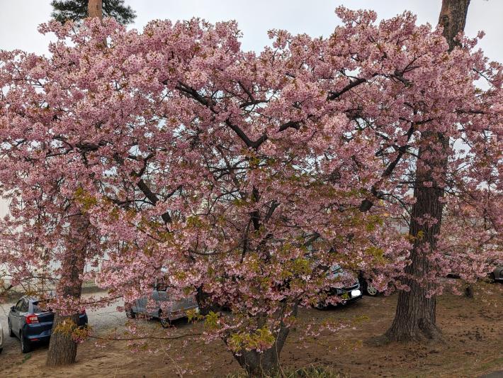 木全体の画像。枝の隅々まで花が咲いている。下の方は一部葉が伸びている。