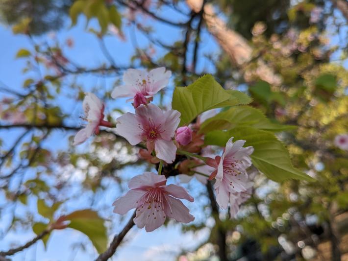 5輪の桜と黄緑色の葉が3枚ついている。