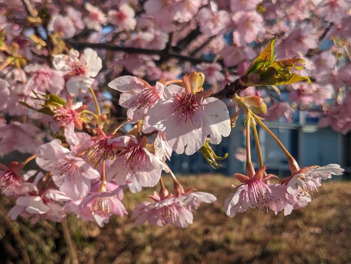 花は大きく開いているが、枝先からは緑色の葉が伸びている