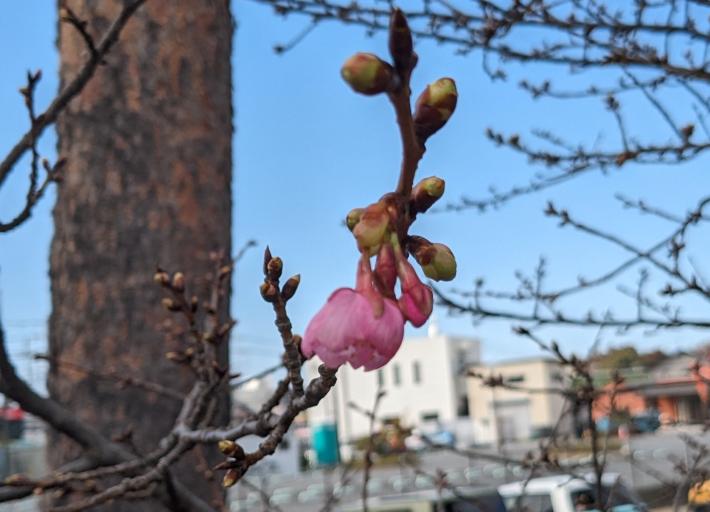 画像の中央に写っているつぼみの花びらが大きく開いている。まるみを帯び、少し下の辺が長い台形のような形をしている