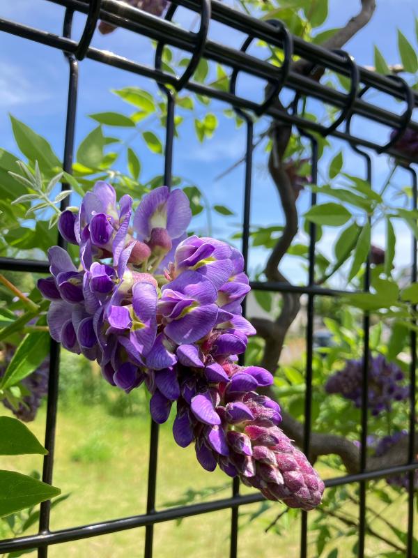 開花したフジの花を近くで撮影した写真