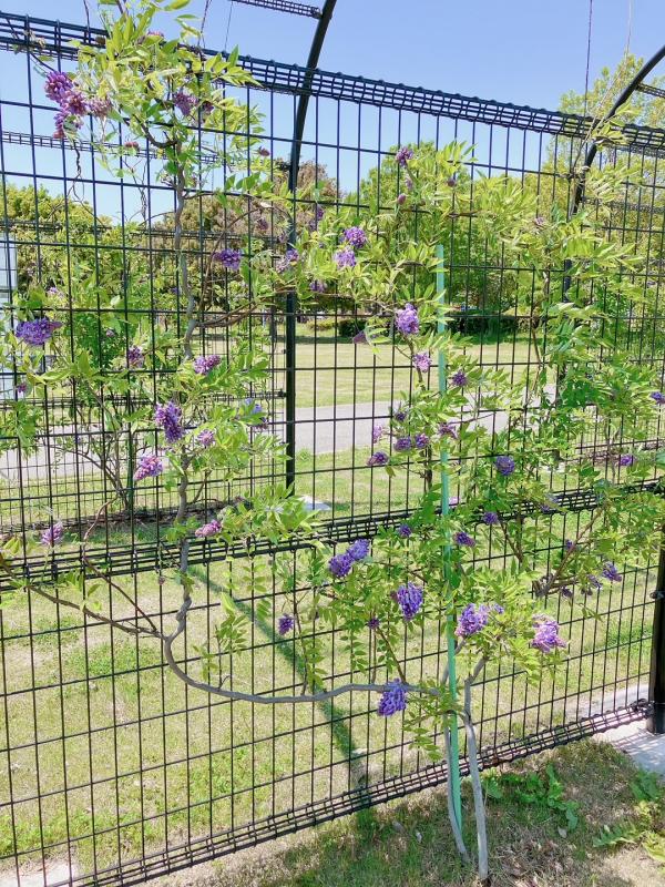 令和6年度に咲いたフジの花の写真