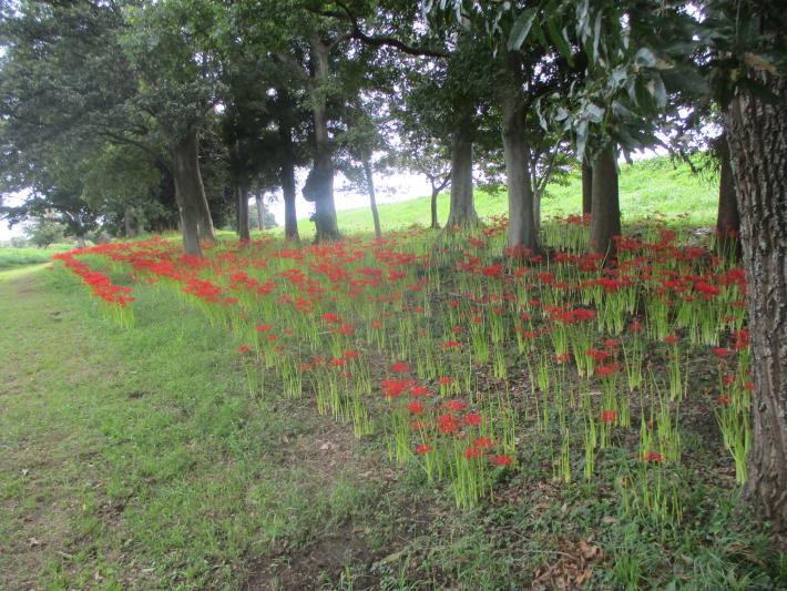 令和7年9月22日の彼岸花の写真です3