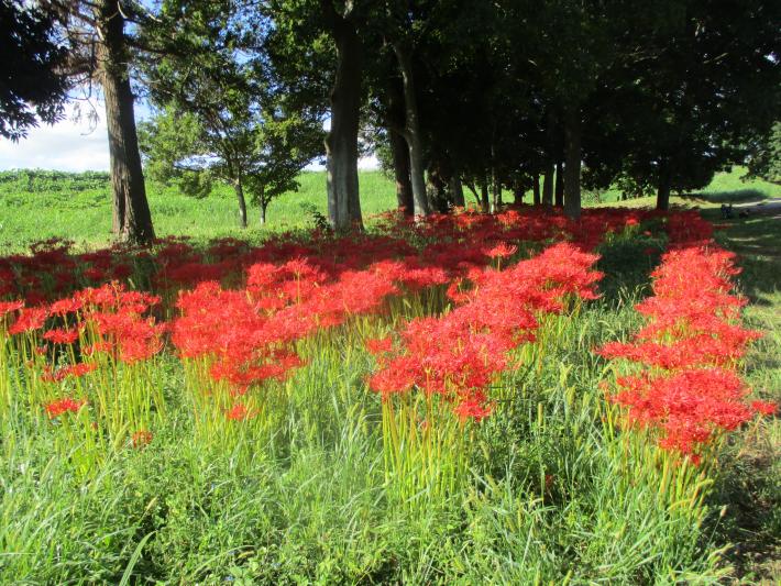 彼岸花が満開に咲いています2（令和7年9月24日）