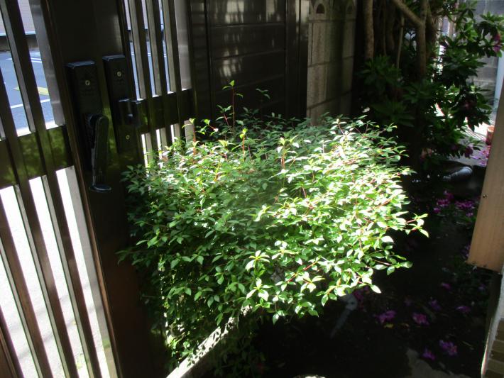 ドウダンツツジの写真です