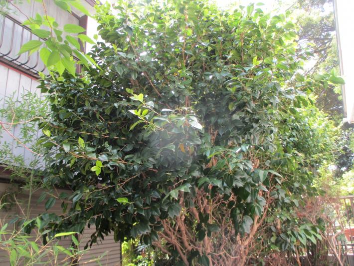 ツバキの写真です