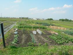 桑原のふれあい農園の画像。耕作地を横側から撮影したもの。