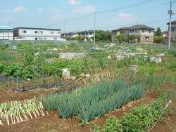 ふれあい農園の風景の画像。手前にネギが植えられており、奥に住宅地が見える。