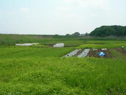 下高井のふれあい農園の画像。少し奥に農園(土部分)が見える。