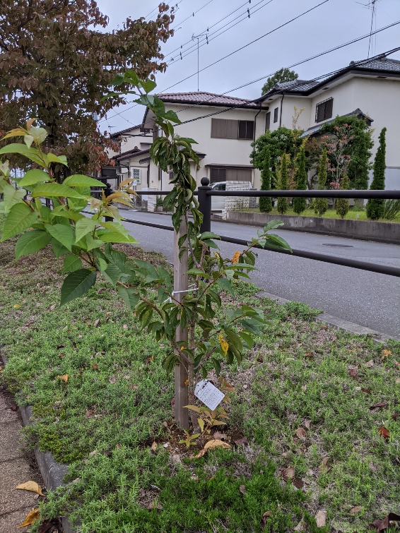 植樹した桜の木